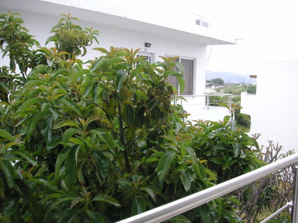 Maria Studios And Apartments Haraki Ngoại thất bức ảnh